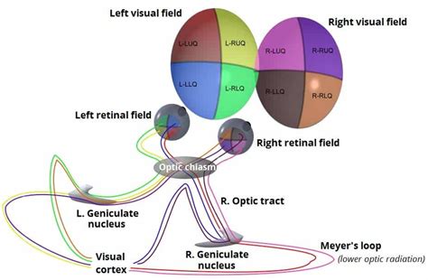 Optic nerve (CN II): Anatomy, pathway and histology